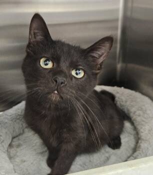 Domestic Short Hair Cats Available for Adoption - Jason | PetCurious