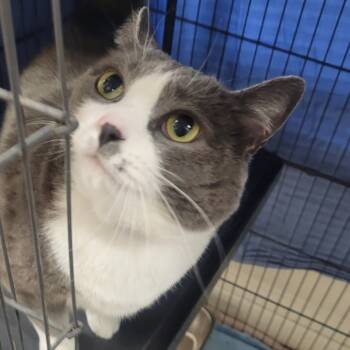 Rescue Domestic Short Hair Cats for Adoption in Los Angeles, California - Hope | PetCurious