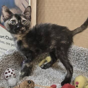 Juniper -  Domestic Short Hair Cat for Adoption in Rowlett, Texas - Juniper | PetCurious