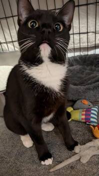 Cherry -  Domestic Short Hair Cat for Adoption in Duxbury, Massachusetts - Cherry | PetCurious