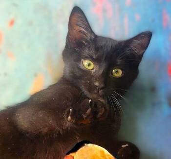 Noir -  Domestic Short Hair Cat for Adoption in Fort Myers, Florida - Noir | PetCurious