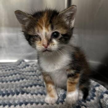 Freedom -  Domestic Short Hair Cat for Adoption in Warrensburg, Missouri - Freedom | PetCurious