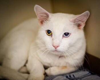 Domestic Short Hair Cats Available for Adoption - WYNTER | PetCurious