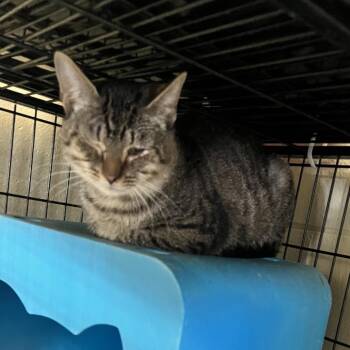 Domestic Short Hair Cats Available for Adoption in Columbus, North Carolina - Brock | PetCurious