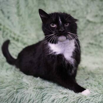 Domestic Short Hair Cats Available for Adoption - Zoe | PetCurious