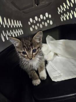 Rescue Domestic Short Hair Cats for Adoption in Longview, Texas - Fisher | PetCurious