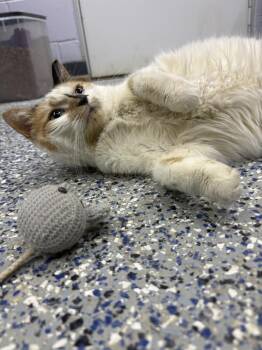 Tiny -  Domestic Short Hair Cat for Adoption in Mishawaka, Indiana - Tiny | PetCurious