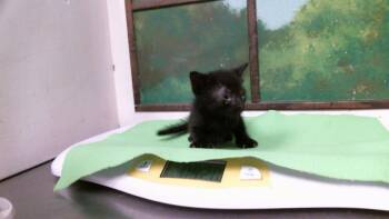 TURTWIG -  Domestic Short Hair Cat for Adoption in Houston, Texas - TURTWIG | PetCurious