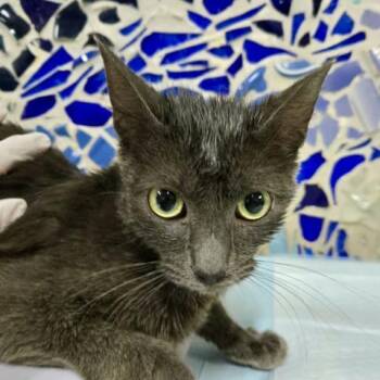 MOTHER GOOSE -  Domestic Medium Hair Cat for Adoption in Pensacola, Florida - MOTHER GOOSE | PetCurious