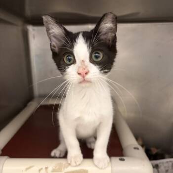 Marlin -  Domestic Short Hair Cat for Adoption in Marshall, Virginia - Marlin | PetCurious