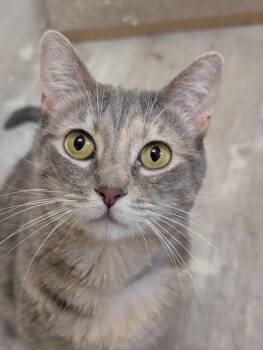 Domestic Short Hair Cats Available for Adoption in West Lafayette, Indiana - Lychee (cat Café)  | PetCurious
