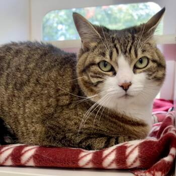 Isis -  Domestic Short Hair Cat for Adoption in Reisterstown, Maryland - Isis | PetCurious