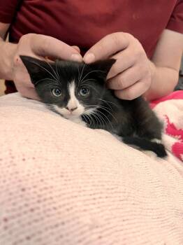 Domestic Short Hair Cats Available for Adoption in Melville, New York - Carly | PetCurious