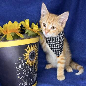 Starburst -  Maine Coon and Norwegian Forest Cat Cat for Adoption in Mount Vernon, Illinois - Starburst | PetCurious