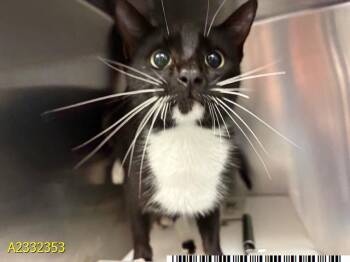 Domestic Short Hair Cats Available for Adoption in West Palm Beach, Florida - PIXIE | PetCurious