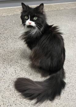 Domestic Long Hair Cats Available for Adoption - Mittens | PetCurious