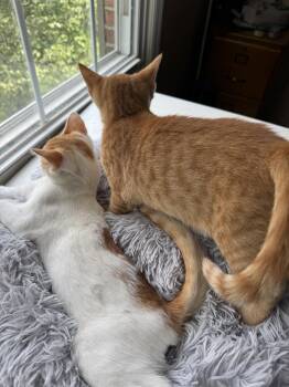 Orion -  Domestic Short Hair Cat for Adoption in Cincinnati, Ohio - Orion | PetCurious