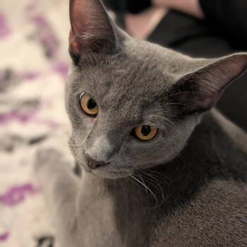 Joe Jonas -  Domestic Short Hair Cat for Adoption in Durham, North Carolina - Joe Jonas | PetCurious