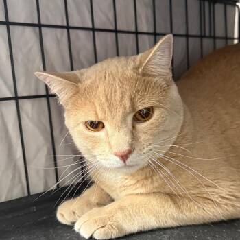 Benji -  Domestic Short Hair Cat for Adoption in Normal, Illinois - Benji | PetCurious