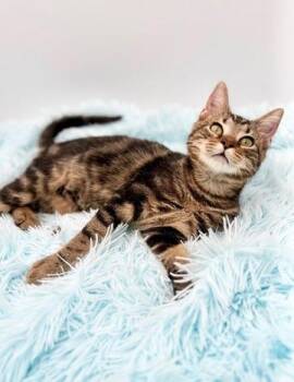 Driftwood -  Bengal Cat for Adoption in Covington, Louisiana - Driftwood | PetCurious
