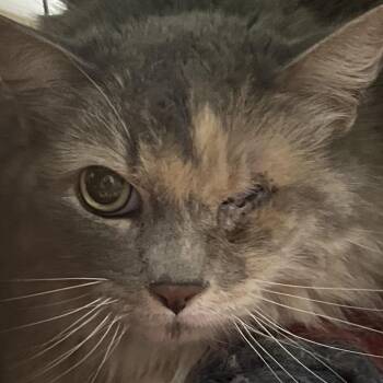 Stella -  Domestic Short Hair Cat for Adoption in Yuma, Arizona - Stella | PetCurious