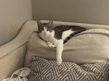 Jesse -  Tabby Cat for Adoption in Fenton, Missouri - Jesse | PetCurious