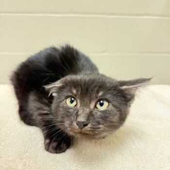 Rescue Domestic Short Hair Cats for Adoption in Bristol, Indiana - Zuni | PetCurious