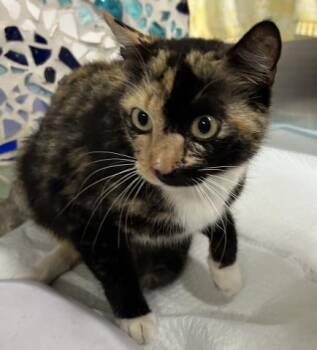 Domestic Short Hair Cats Available for Adoption in Pensacola, Florida - TORTELLINI | PetCurious