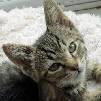 Chip -  Domestic Short Hair Cat for Adoption in Eugene, Oregon - Chip | PetCurious