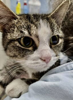 Rescue Domestic Short Hair Cats for Adoption in Rustburg, Virginia - Buffy: At Shelter | PetCurious