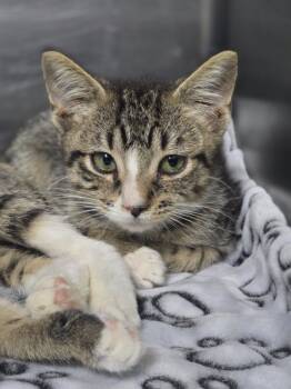 Rescue Domestic Short Hair Cats for Adoption in Danielsville, Georgia - Guacamole | PetCurious