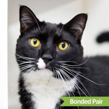 Domestic Short Hair Cats Available for Adoption in Reisterstown, Maryland - Walker (bonded With Roxie) | PetCurious