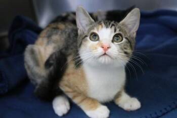 Jessie -  Domestic Short Hair Cat for Adoption in Brunswick, Georgia - Jessie | PetCurious