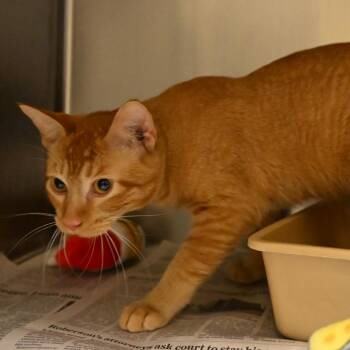 Domestic Short Hair Cats Available for Adoption in Galveston, Texas - Orange | PetCurious