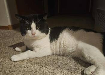 Rescue Domestic Short Hair Cats for Adoption in Sioux Falls, South Dakota - Henry | PetCurious