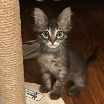 Crunchy -  Tabby and Domestic Medium Hair Cat for Adoption in Lombard, Illinois - Crunchy | PetCurious