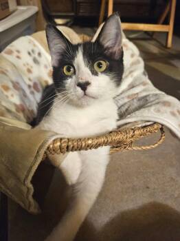 Minnow -  Domestic Short Hair Cat for Adoption in Mesa, Arizona - Minnow | PetCurious