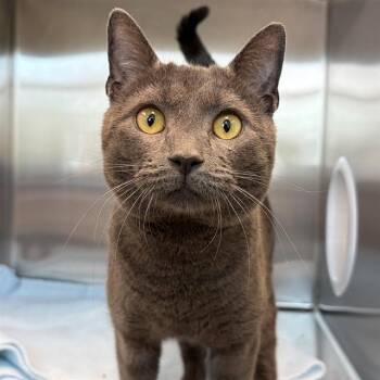 Domestic Short Hair Cats Available for Adoption in Barnstable, Massachusetts - SMOKE | PetCurious