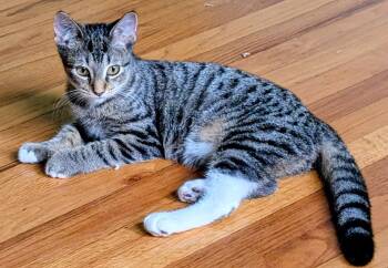 Matilda -  Domestic Short Hair Cat for Adoption in Kansas City, Missouri - Matilda | PetCurious
