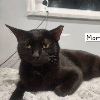 Domestic Short Hair Cats Available for Adoption - Morticia | PetCurious