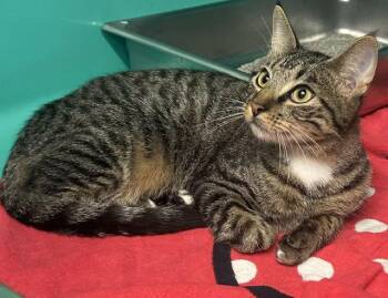Sage 8 months old male AVAILABLE 7/24 -  Domestic Short Hair Cat for Adoption in Sterling, Massachusetts - Sage 8 Months Old Male AVAILABLE 7/24 | PetCurious