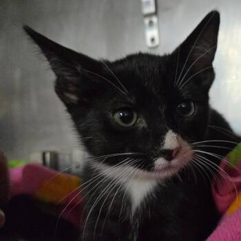 Paul -  Domestic Short Hair Cat for Adoption in San Jacinto, California - Paul | PetCurious