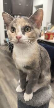 Wink (Courtesy Post) -  Domestic Short Hair Cat for Adoption in San Jose, California - Wink (Courtesy Post) | PetCurious