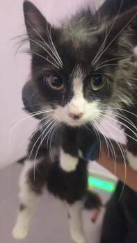 Domestic Medium Hair Cats Available for Adoption in El Paso, Texas - 61054174 | PetCurious