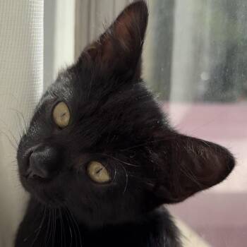 Cairo -  Domestic Short Hair and Bombay Cat Available for Adoption in UNIVERSITY PA, Maryland - Cairo | PetCurious