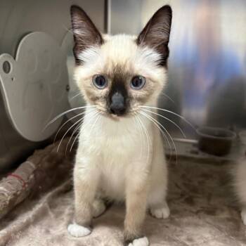 Malee -  Domestic Medium Hair Cat for Adoption in Milton, Florida - Malee | PetCurious
