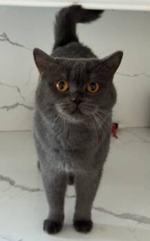 Rescue British Shorthair Cats for Adoption in San Jacinto, California - Salmiya | PetCurious