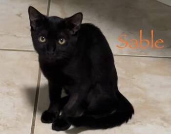 Sable -  Domestic Short Hair Cat for Adoption in Longwood, Florida - Sable | PetCurious