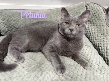 Petunia -  American Shorthair Cat for Adoption in West Newton, Pennsylvania - Petunia | PetCurious