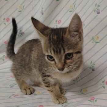 Sweet Pea -  Domestic Short Hair Cat for Adoption in Coos Bay, Oregon - Sweet Pea | PetCurious